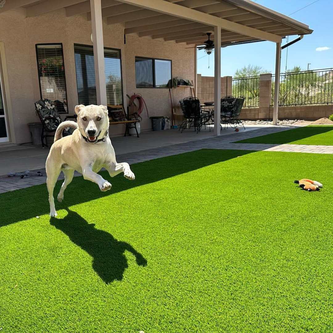 Apache Junction home with dog and artificial turf