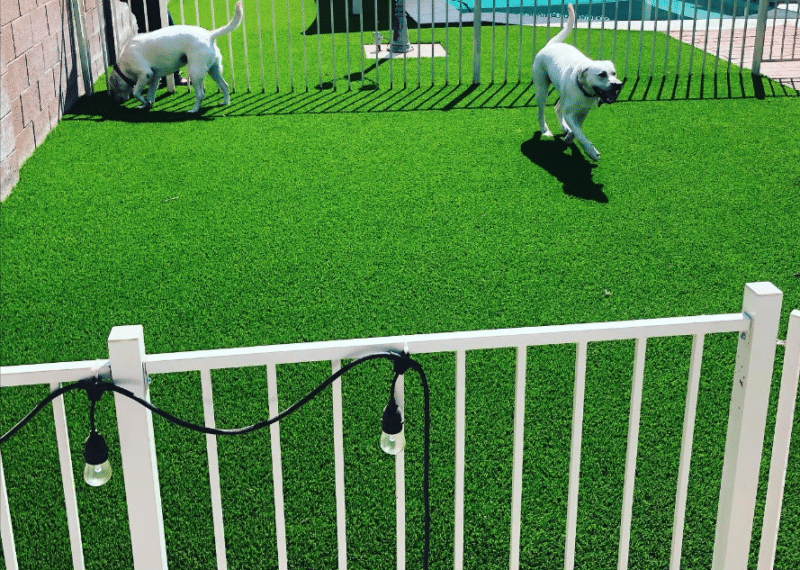4 Ways Fake Grass for Dogs is Best Turf Monsters