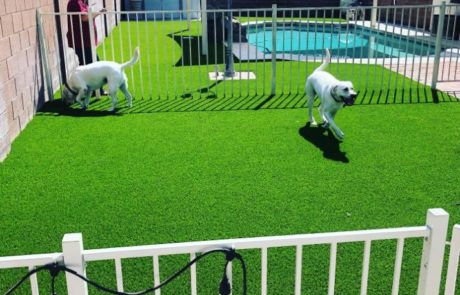 pavers landscaping dogs on artificial turf arizona