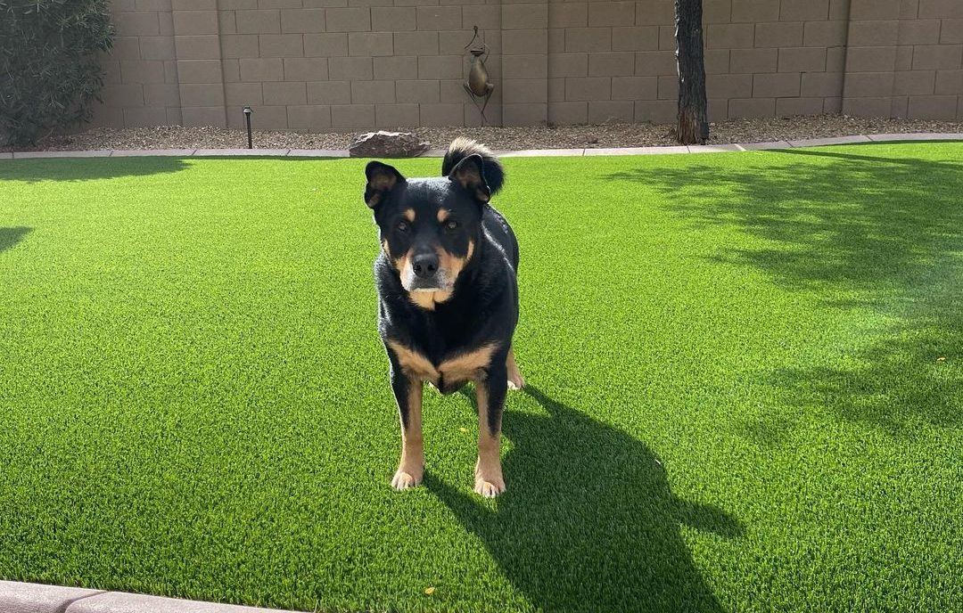 dog on artificial turf lawn