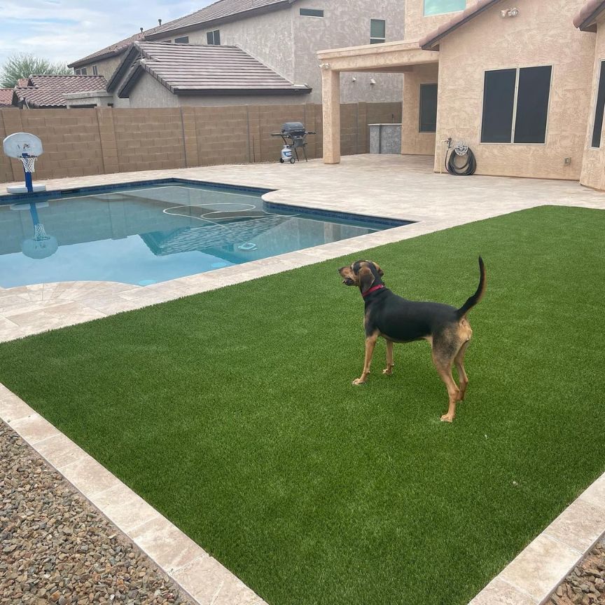 dog on artificial turf