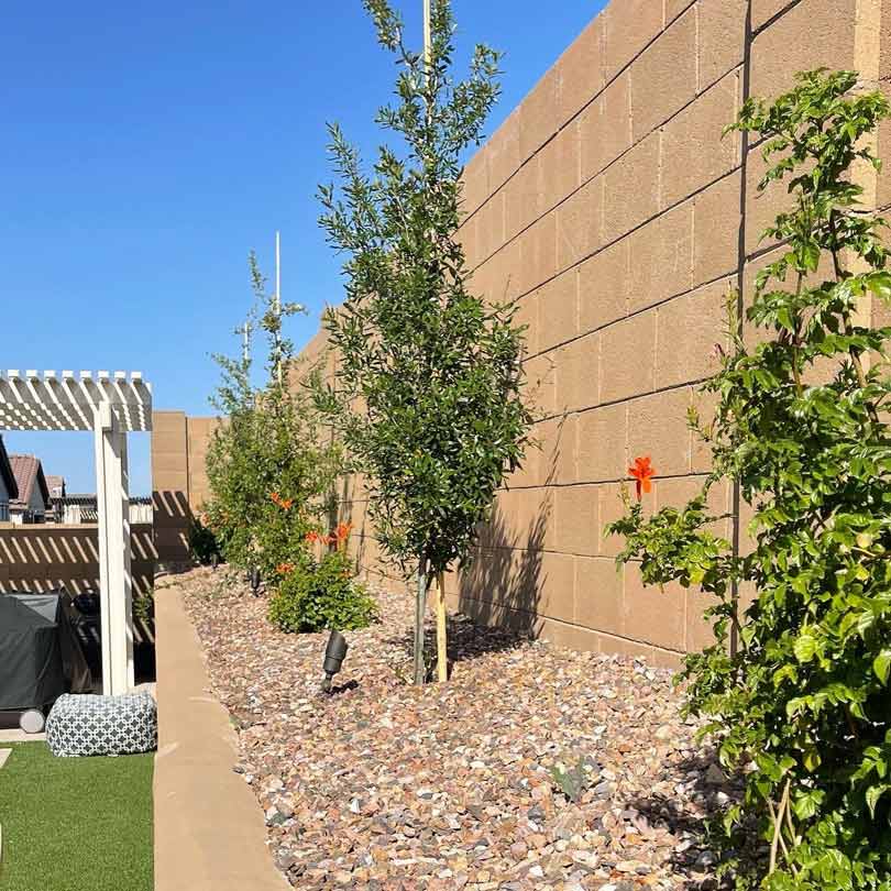 Avondale, AZ Backyard Desert Landscape Plants Installed
