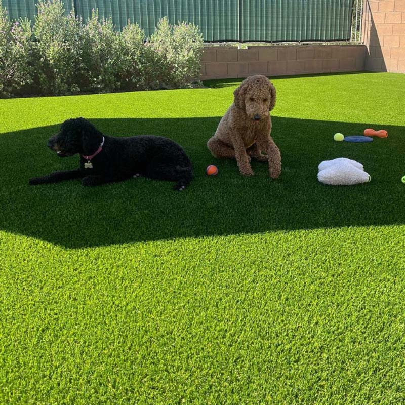Artificial Turf & dogs