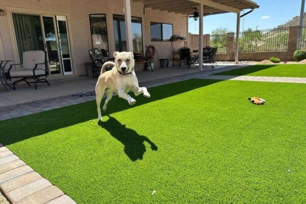 Dog on Turf