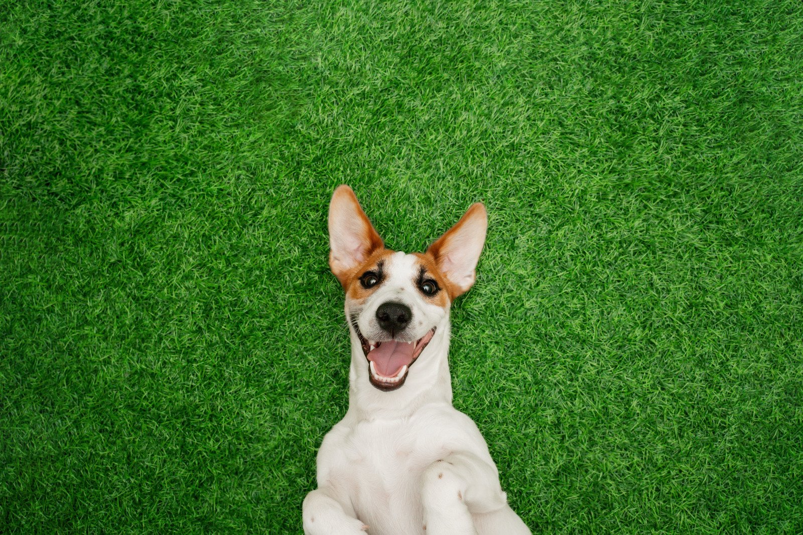 Dog having fun on artificial turf