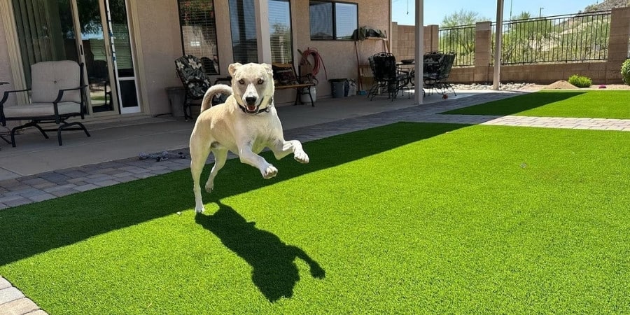 Happy Dog Artificial Turf