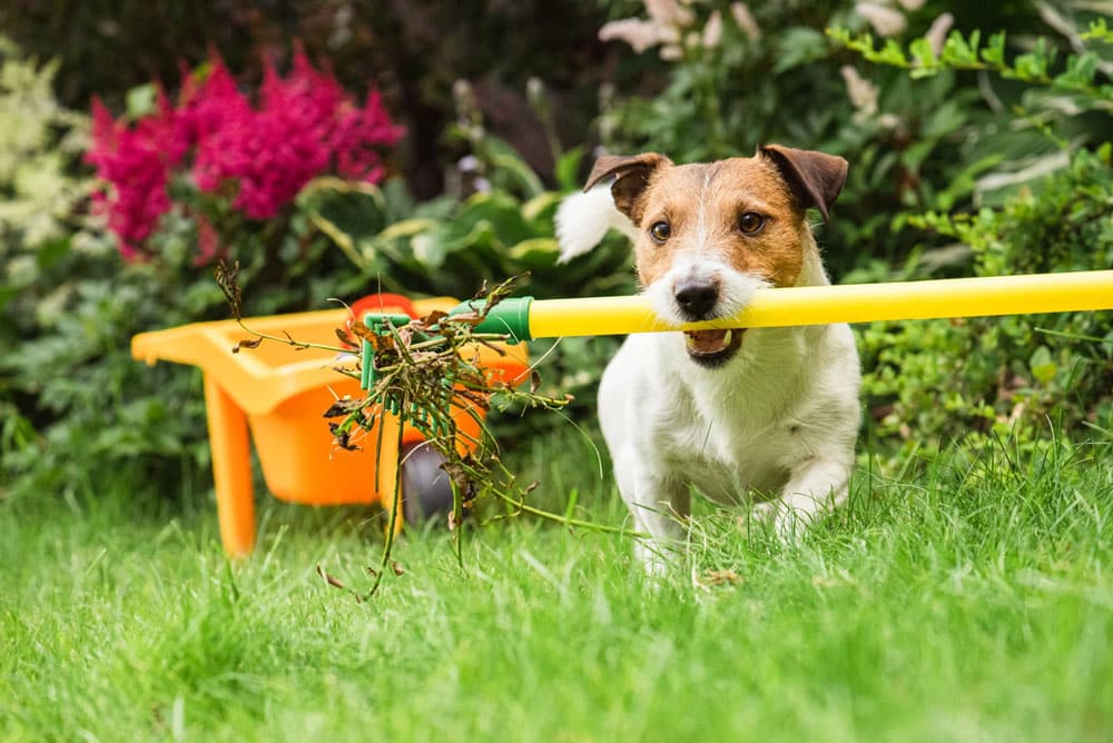 Artificial turf with a dog holding a garden tool in his mouth
