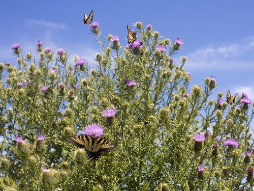 Carefree Arizona - Butterflies Pollenating Purple Desert Flowers