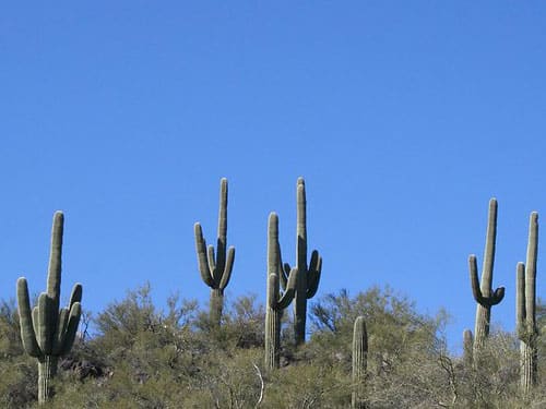 Cave Creek, AZ - Saguaro Cacti & Desert Bushes with Blue Skies
