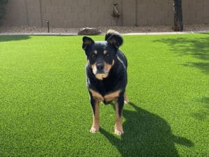 Dog standing on faux lawn