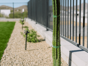 Cactus in a Phoenix backyard with pebbles