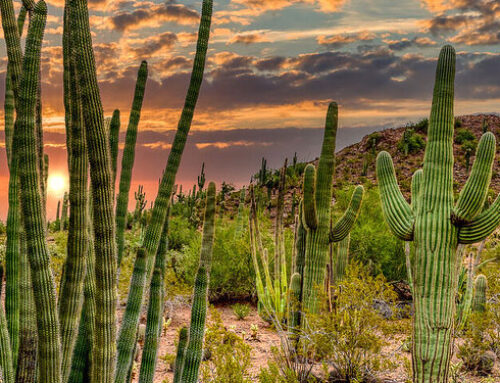 4 Desert Landscaping Ideas to Try This Summer