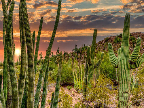 North Phoenix Desert Cactus Picture of Sunset Over Rocky Hill