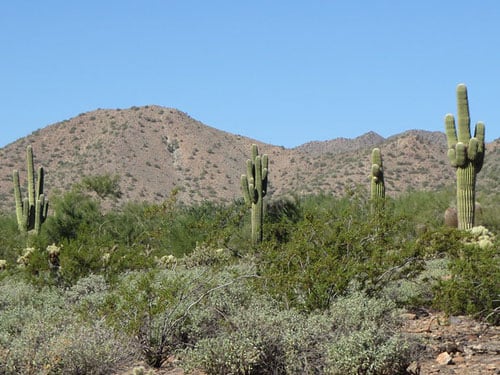 Paradise Valley Arizona Desert Saguaros Showing Mountains and Rocky Terrain