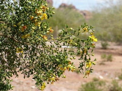 Phoenix-Arizona Desert Plants with Yellow Blooming Flowers in Papago Park