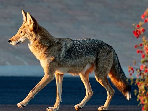 Scottsdale-Ariz, Coyote Walking Through Residential Streets