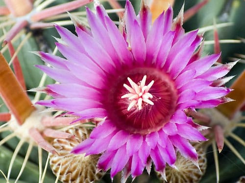 Surprise, Arizona Pink Barrel Cactus Flower Blooming