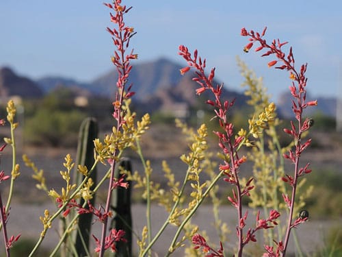 Tempe-Ariz - Agave Flowers Blooming Near Papago Park Desert Preserve