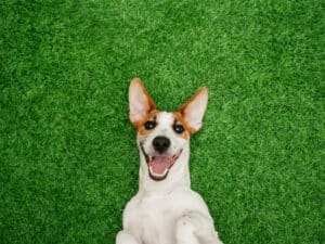 Puppy laying on his back on fake grass smiling at camera