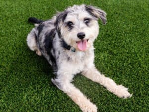 Dog laying on fake grass looking up at camera