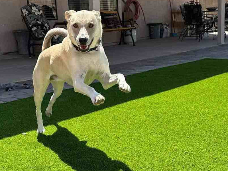 Dog Playing on New Fake Grass