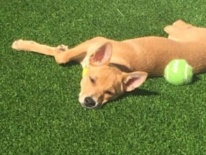 Puppy tired of playing catch on new turf